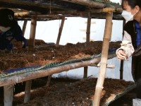 NNông Sơn tổ chức lớp tập huấn kỹ thuật trồng nấm cho thanh niên