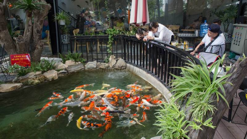 Koi Coffee - Cafe cá koi Nha Trang hấp dẫn