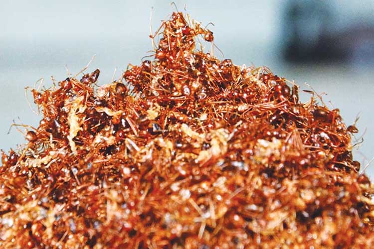 Muối kiến - đặc sản Phú Yên làm quà
