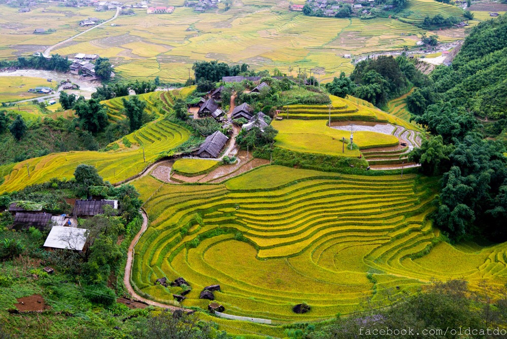 ruộng bậc thang ở Sapa