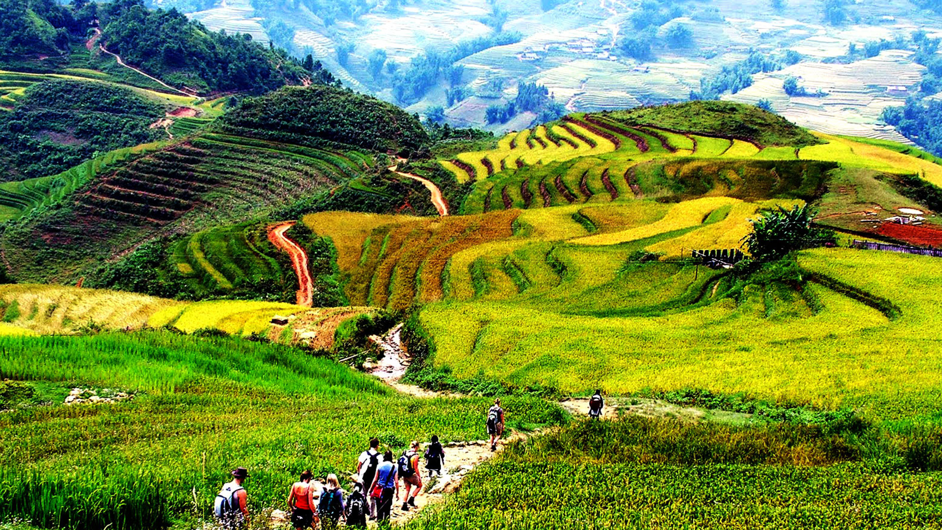 ruộng bậc thang ở Sapa