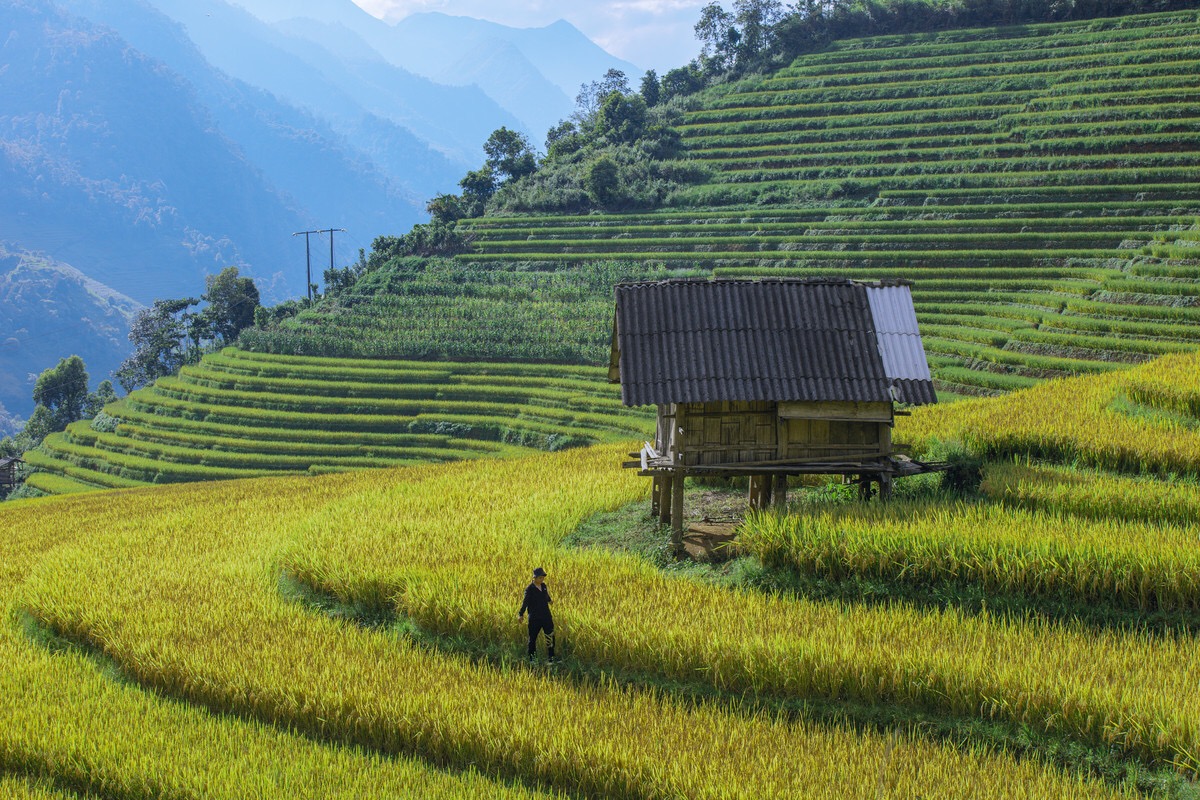 ruộng bậc thang ở Sapa
