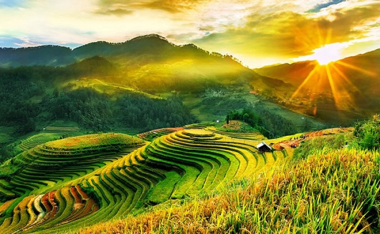 ruộng bậc thang ở Sapa