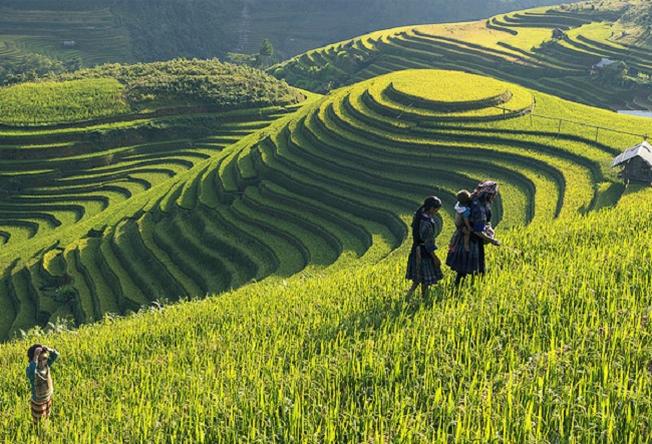 ruộng bậc thang ở Sapa