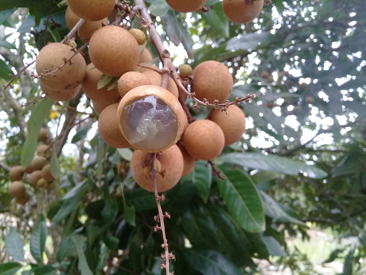 Trái cây đặc sản Bạc Liêu là gì? – Nhãn da bò
