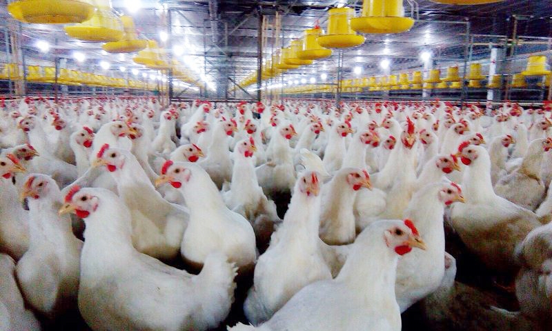 Mô hình nuôi gà thịt nhốt chuồng mang lại hiệu quả kinh tế cao | Báo Dân  tộc và Phát triển