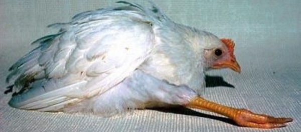Bệnh Marek ở gà có đáng sợ không? - Khoa học Thú y và Nuôi trồng Thủy sản Mebipha