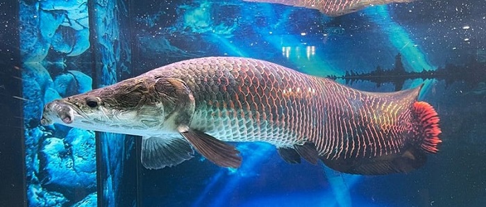 Top 15 loài cá săn mồi dữ và đẹp cực kì thích hợp để làm cảnh