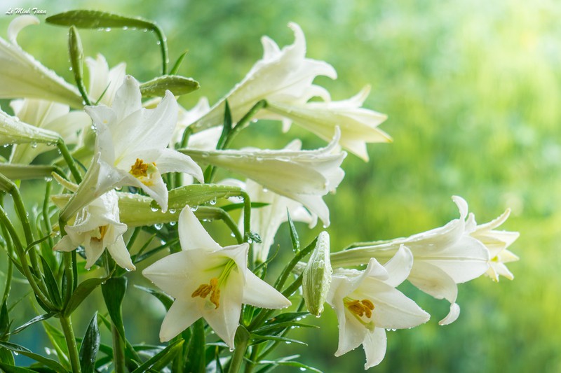 Ý nghĩa và biểu tượng của hoa loa kèn (Fleur-de-lis) trong cuộc sống