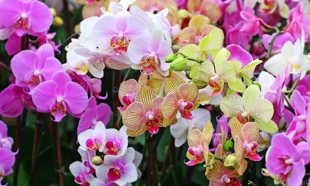Top 30 loại lan phổ biến và dễ trồng nhất hiện nay