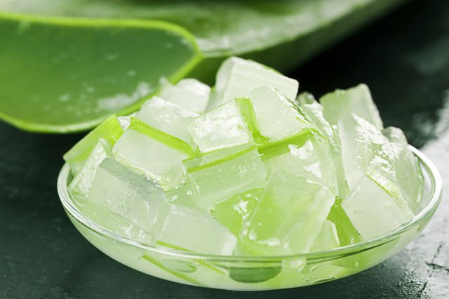 Ý nghĩa, đặc tính, cách trồng và chăm sóc cây lô hội