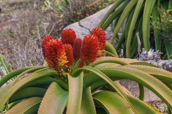 Đập Cay-Hoa-1_d4b49e5ea4354ffbb0c732d3491dfb79_grande Cây hoa nha đam có nguồn gốc từ đâu?