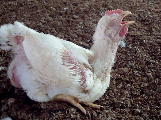 Bệnh ILT (Infectious Laryngotracheitis) trên gà – Thuốc thú y VetCenter