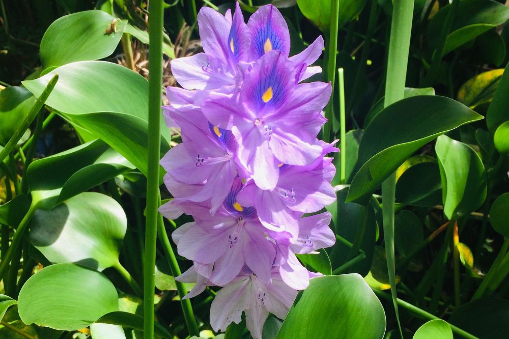 Hoa lục bình tím đậm