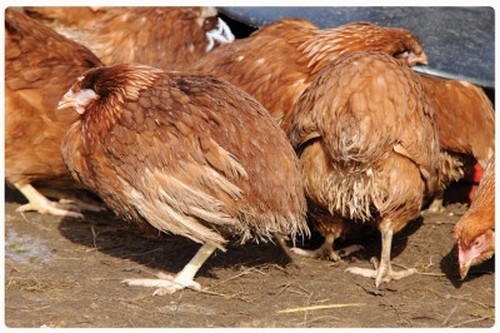 Bệnh lỵ và thương hàn ở gà, vịt, ngỗng, cút (pollirose) - Công ty Cổ phần Nanovet