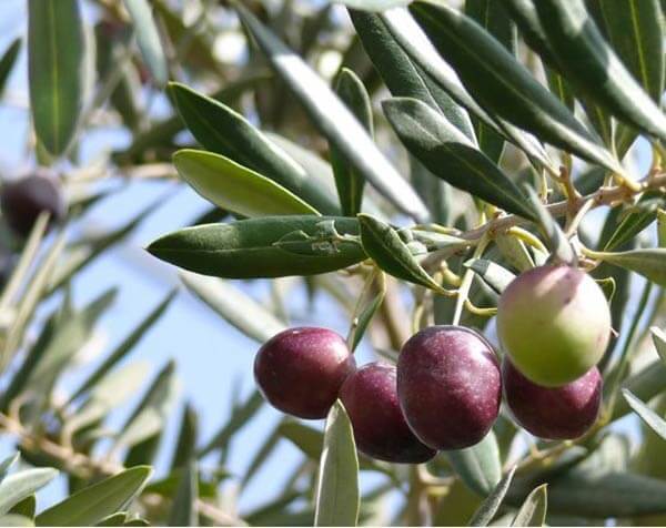 Cây olive: đặc điểm, ý nghĩa cây oliu, nơi bán cây oliu giống