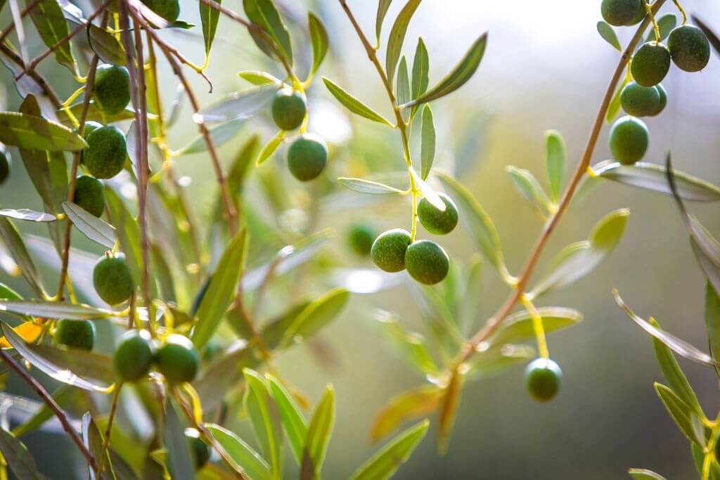 Cây olive: đặc điểm, ý nghĩa cây oliu, nơi bán cây oliu giống