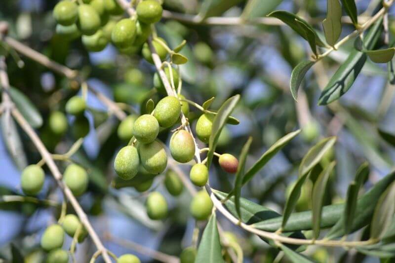Cây olive: đặc điểm, ý nghĩa cây oliu, nơi bán cây oliu giống