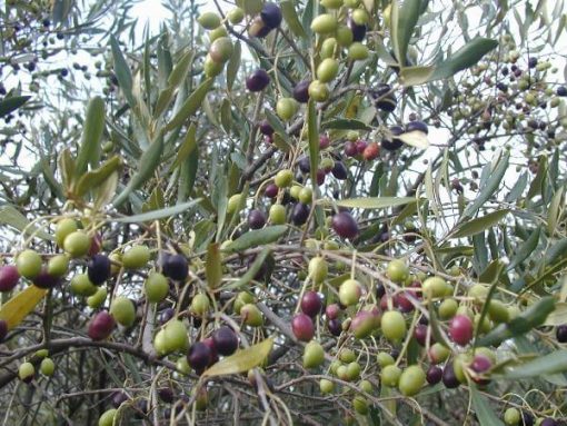 Cây olive: đặc điểm, ý nghĩa cây oliu, nơi bán cây oliu giống