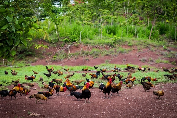 Gà Mạnh Hoạch là gì? Có phải là tên một giống gà ngon?