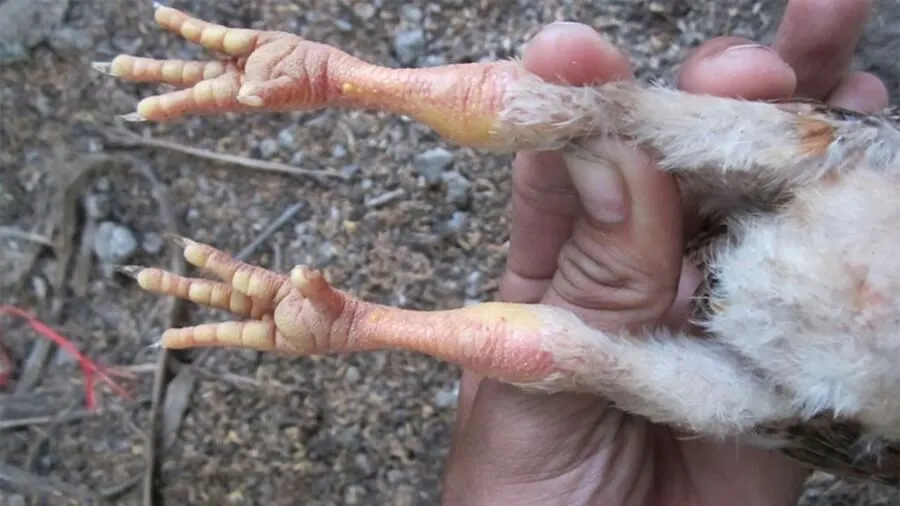 Cách Chữa Gà Bị Khô Chân Hiệu Quả Tại Nhà