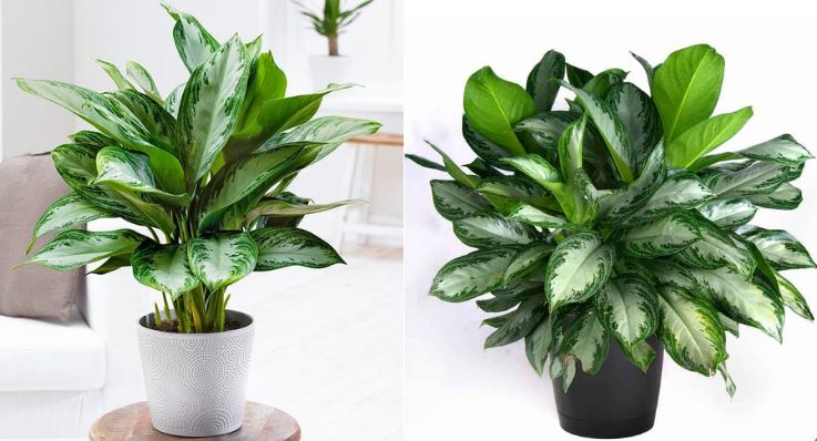 Cây Thanh Lam - Ý Nghĩa Phong Thủy Bạn Nên Biết