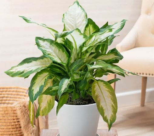 Cây Thanh Lam - Ý Nghĩa Phong Thủy Bạn Nên Biết