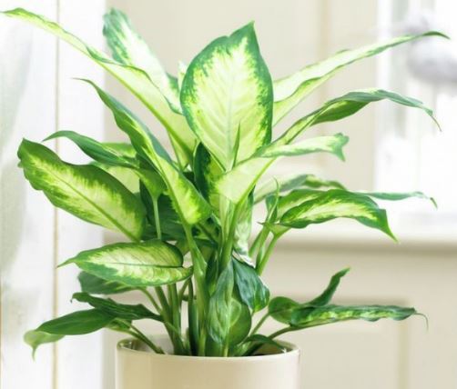 Cây Thanh Lam - Ý Nghĩa Phong Thủy Bạn Nên Biết