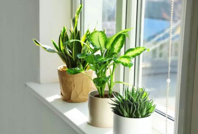 Cây Thanh Lam - Ý Nghĩa Phong Thủy Bạn Nên Biết