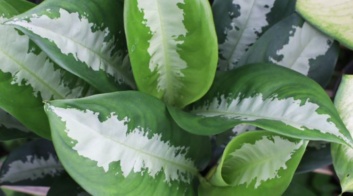 Cây Thanh Lam - Ý Nghĩa Phong Thủy Bạn Nên Biết