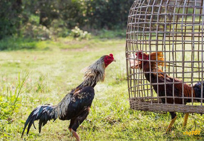 Mua bán 19.872 gà Thái Lan đá cựa sắt giá rẻ 15/01/2026