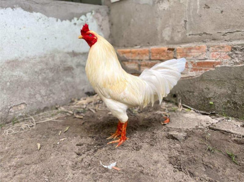 Gà úa là gì - Đặc điểm nhận dạng chiến kê màu úa