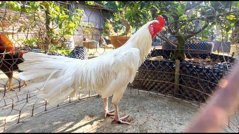 Tiêu chí chọn gà úa đá hay dựa trên vảy và chân