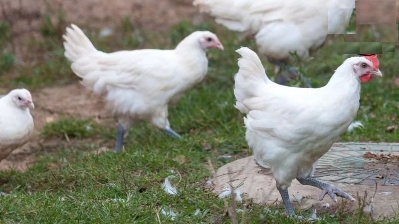 Phương pháp nuôi gà úa hiệu quả từ chuyên gia