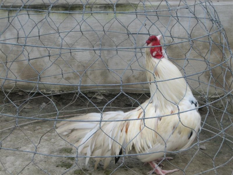 Gà màu úa vàng xuất hiện nhiều ở dòng gà cựa