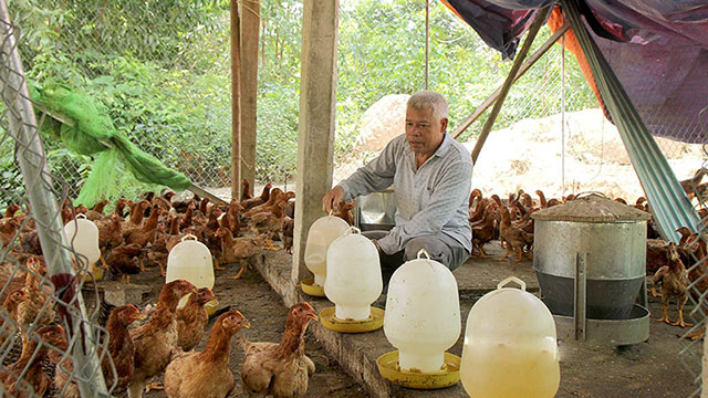 Người nuôi gà thảo dược - Hoan Duong J.S.C