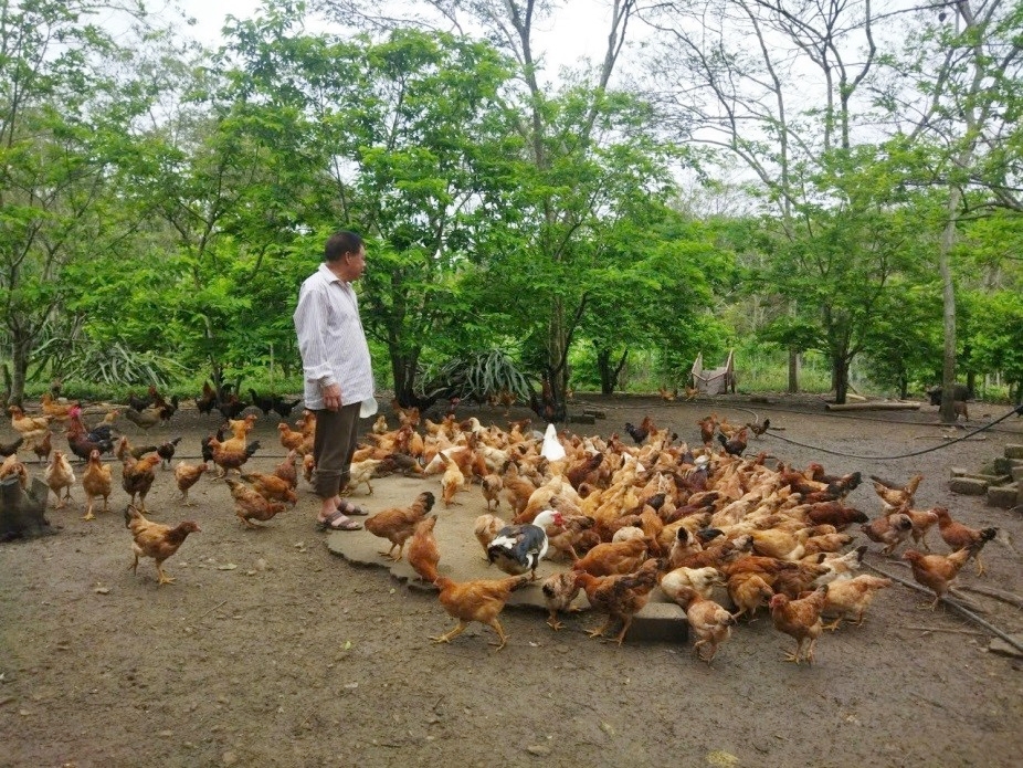 Chăn nuôi gà thảo dược cho hiệu quả kinh tế cao