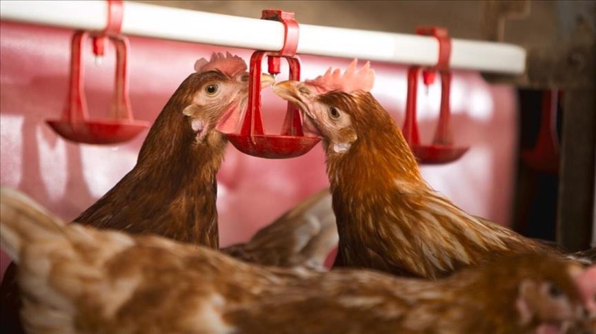 5 Lý do gà uống nhiều nước nhưng vẫn bị stress nhiệt