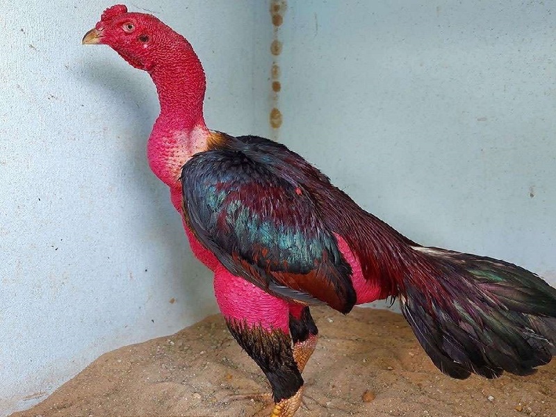 Khám phá về gà nòi Bình Định – Gà ưa chuộng trong cộng đồng chơi gà - Cẩm  nang nuôi trồng sinh vật cảnh