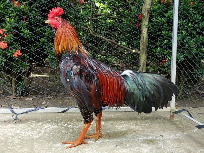 Chia sẻ bí kíp nhìn tướng gà chọi đoán đòn lối cực chuẩn