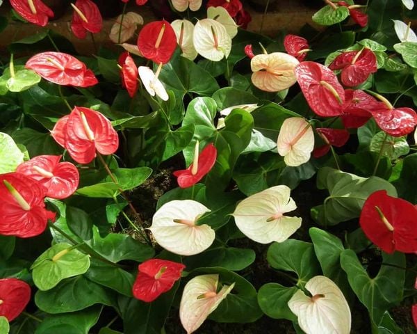 So sánh hồng môn đỏ và hồng môn trắng