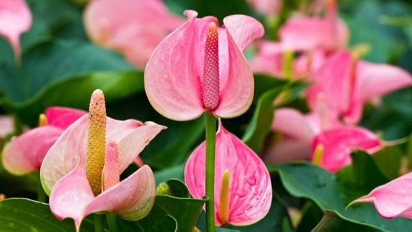 Cây hồng môn trong trang trí nội thất