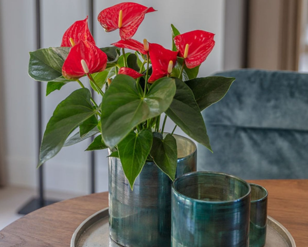 Trang trí bàn trà với hồng môn